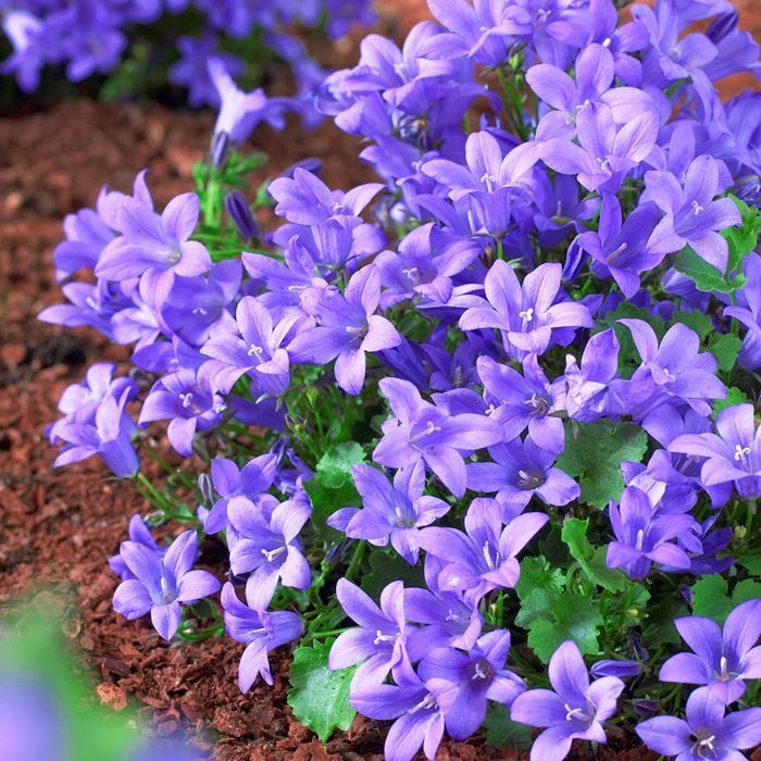 Çan Çiçeği Tohumu (Campanula portenschlagiana Ocean) (100 Tohum)