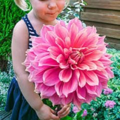 30 Adet Karışık Renkli Dahlia (Yıldız ) Çiçeği Tohumu
