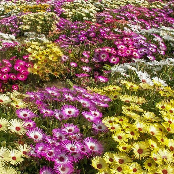 Karışık Renkli Buz Çiçeği Tohumu (50 Tohum)