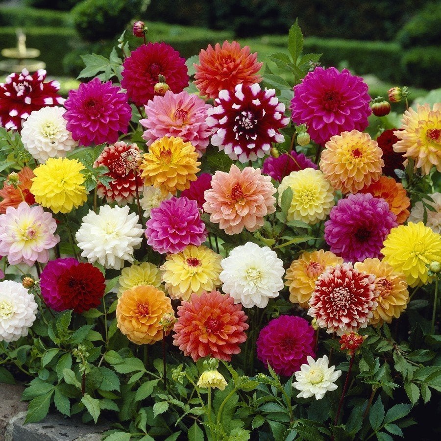 30 Adet Karışık Renkli Dahlia (Yıldız ) Çiçeği Tohumu