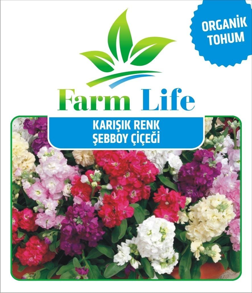 Karışık Renkli Şebboy Çiçeği Tohumu (100 Tohum)
