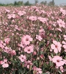 20 Adet Pembe Cosmos Çiçeği Tohumu