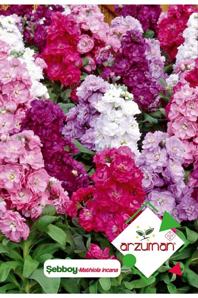 Şebboy (mathiola Incana) Çiçek Tohumu 100 Adet
