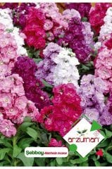 Şebboy (mathiola Incana) Çiçek Tohumu 100 Adet