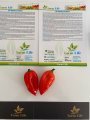 Hayalet Biber (Ghost pepper) Tohumu (5 Tohum)