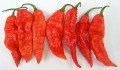 Hayalet Biber (Ghost pepper) Tohumu (5 Tohum)