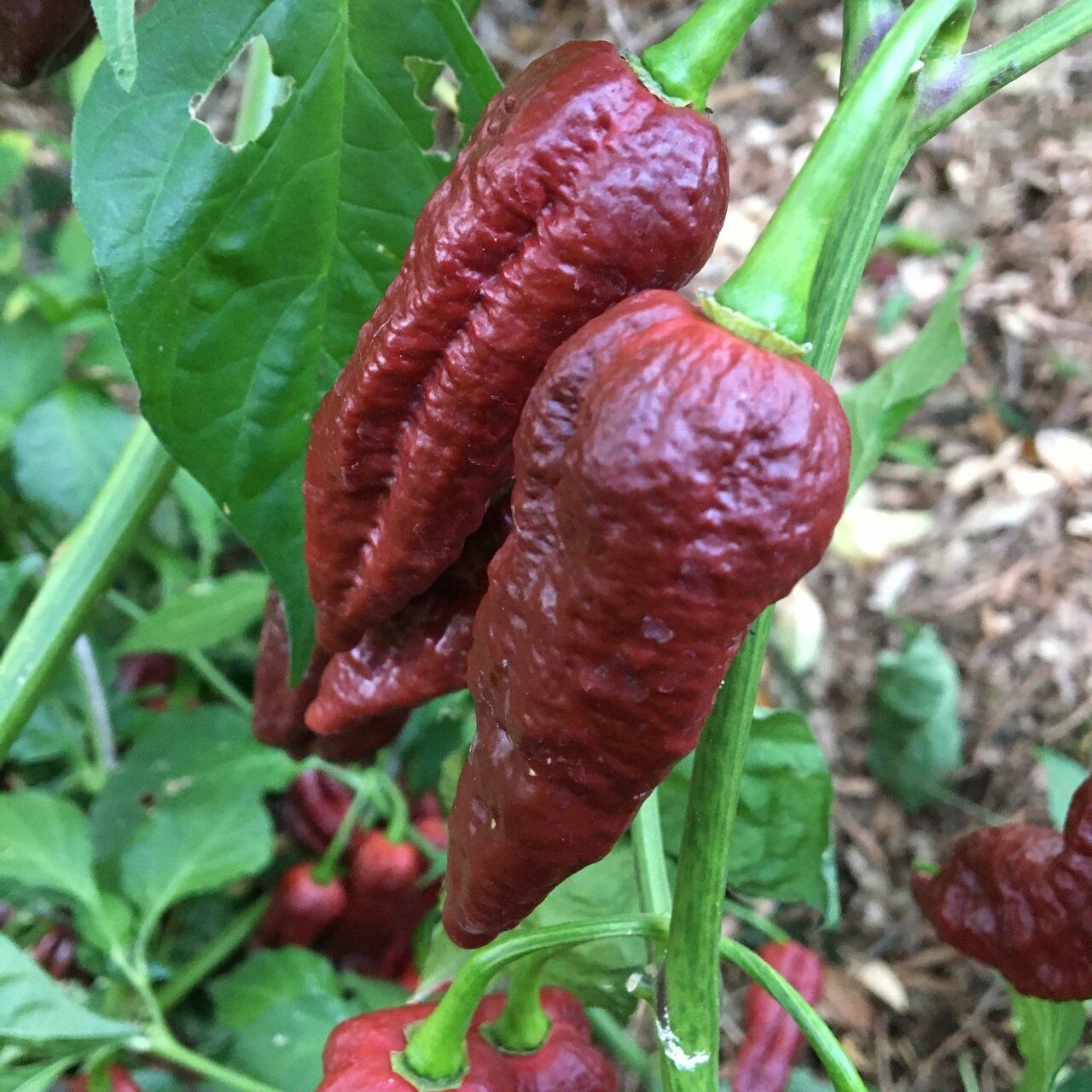 Çikolata Hayalet Biber (Ghost pepper) Tohumu (5 Tohum)