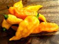 Sarı Hayalet Biber (Ghost pepper) Tohumu (5 Tohum)