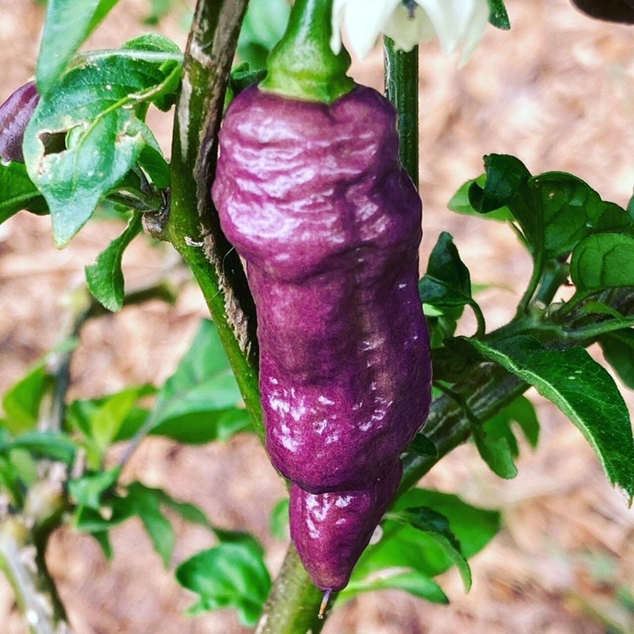 Mor Hayalet Biber (Ghost pepper) Tohumu (5 Tohum)