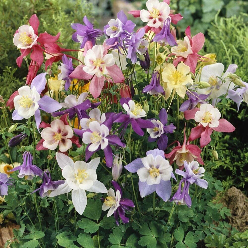 Yer Küpelisi Çiçeği Tohumu (Aquilegia Viridiflora) 30 Adet
