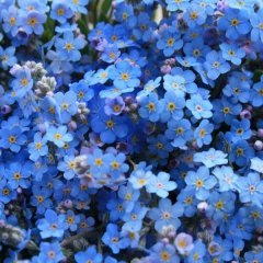 Mavi Unutma Beni Çiçeği Tohumu (20 Tohum)