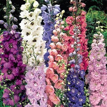 30 Adet Karışık Renkli Hazeran Çiçeği Tohumu