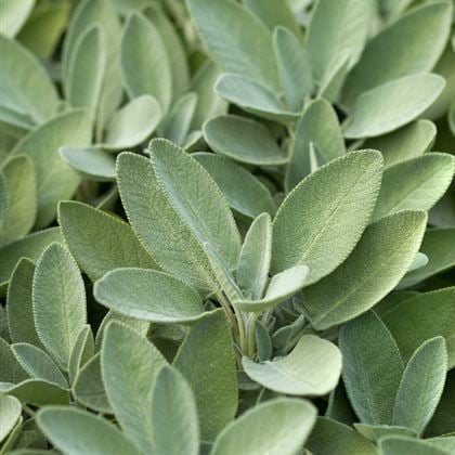 Organik Adaçayı Tohumu (Salvia Officinalis) 30 Tohum