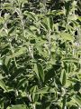 Organik Adaçayı Tohumu (Salvia Officinalis) 30 Tohum