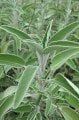 Organik Adaçayı Tohumu (Salvia Officinalis) 30 Tohum