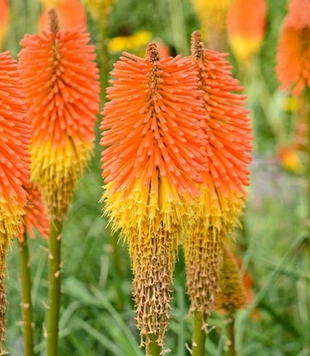 Fener Çiçeği ( Kniphofia Uvaria ) Tohumu 20 Adet