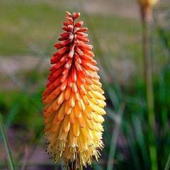 Fener Çiçeği ( Kniphofia Uvaria ) Tohumu 20 Adet