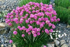 Karışık Renkli Armeria Çiçeği Tohumu (20 tohum)