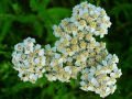 Karışık Renkli Civan Perçemi  Tohumu (30 Adet) (achillea millefolium)