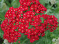 Karışık Renkli Civan Perçemi  Tohumu (30 Adet) (achillea millefolium)