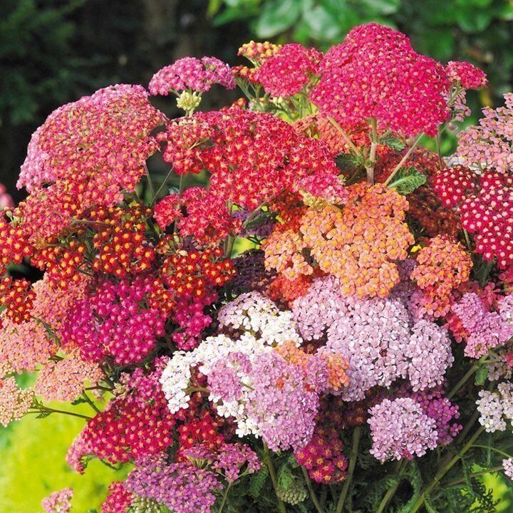 Karışık Renkli Civan Perçemi  Tohumu (30 Adet) (achillea millefolium)