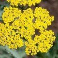 Karışık Renkli Civan Perçemi  Tohumu (30 Adet) (achillea millefolium)