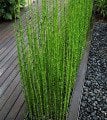 Moso Bambu Tohumu (10 Tohum) (Phyllostachys pubescens)