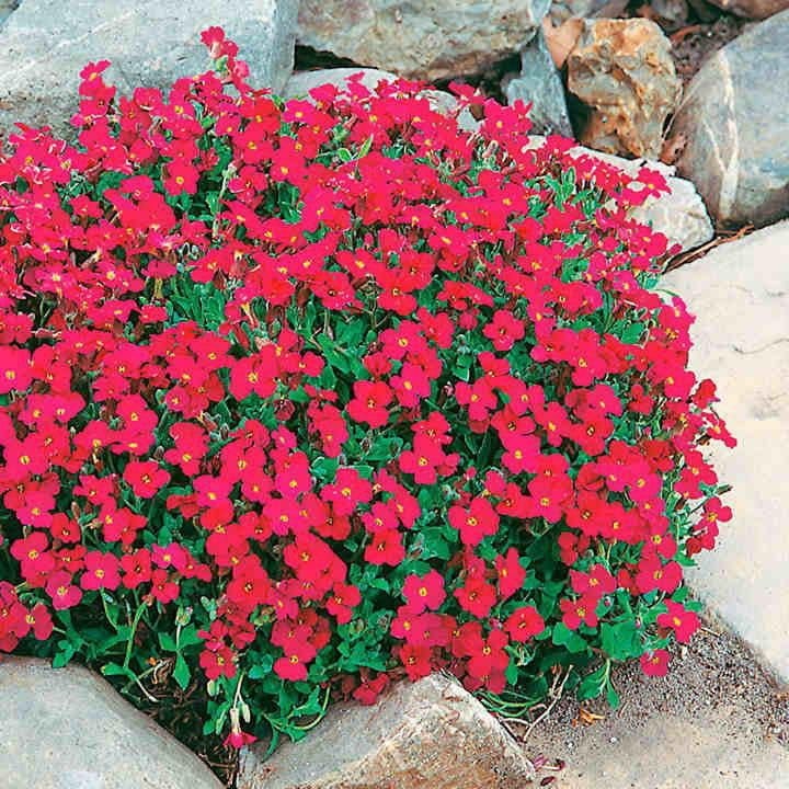 Kırmızı Renkli Sarkan Obrizya Çiçeği Tohumu ( aubrieta cascade )