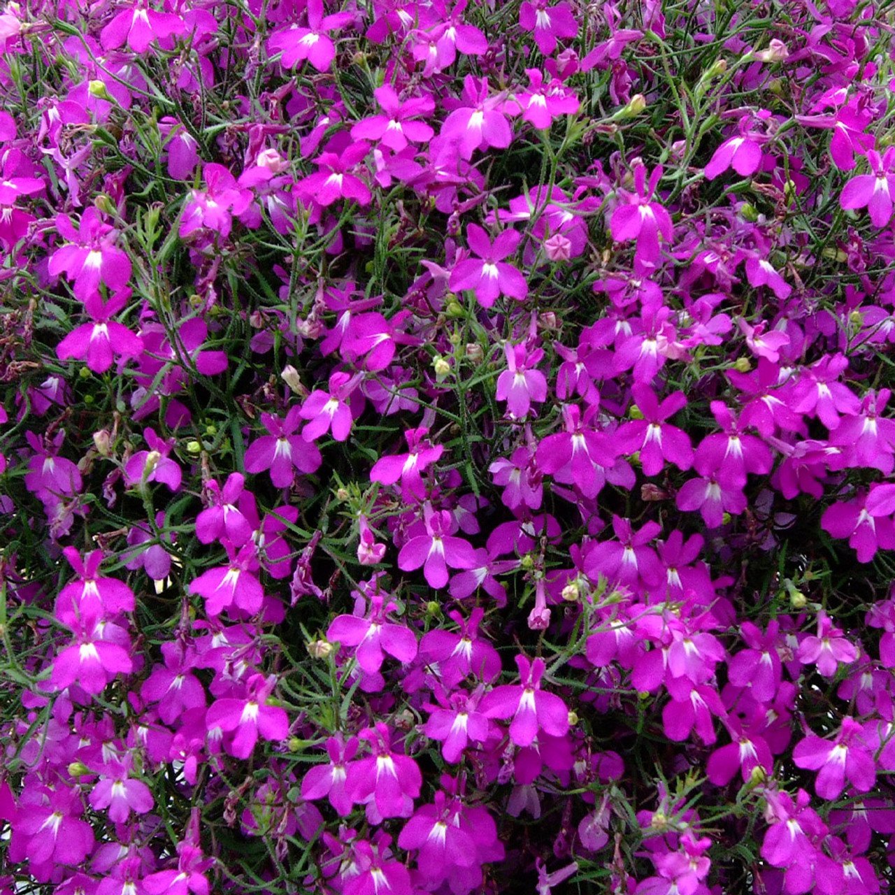 Mor Renk Sarkan Lobelya Çiçeği Tohumu (Lobelia Pendula)