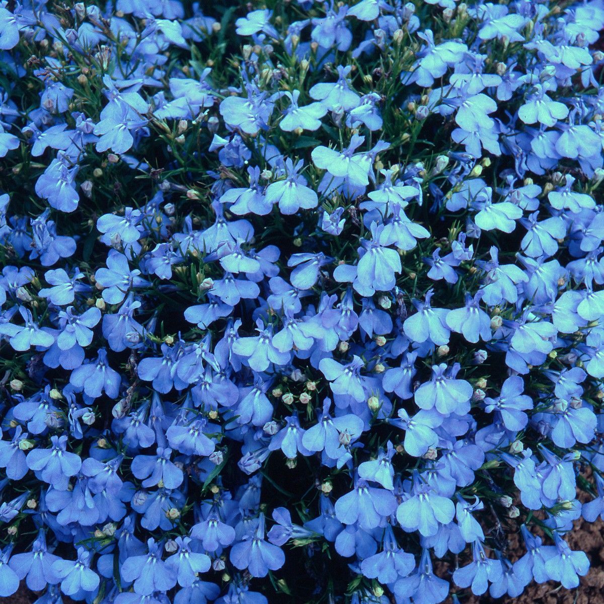 Mavi Renkli Sarkan Lobelya Çiçeği Tohumu (lobelia pendula)