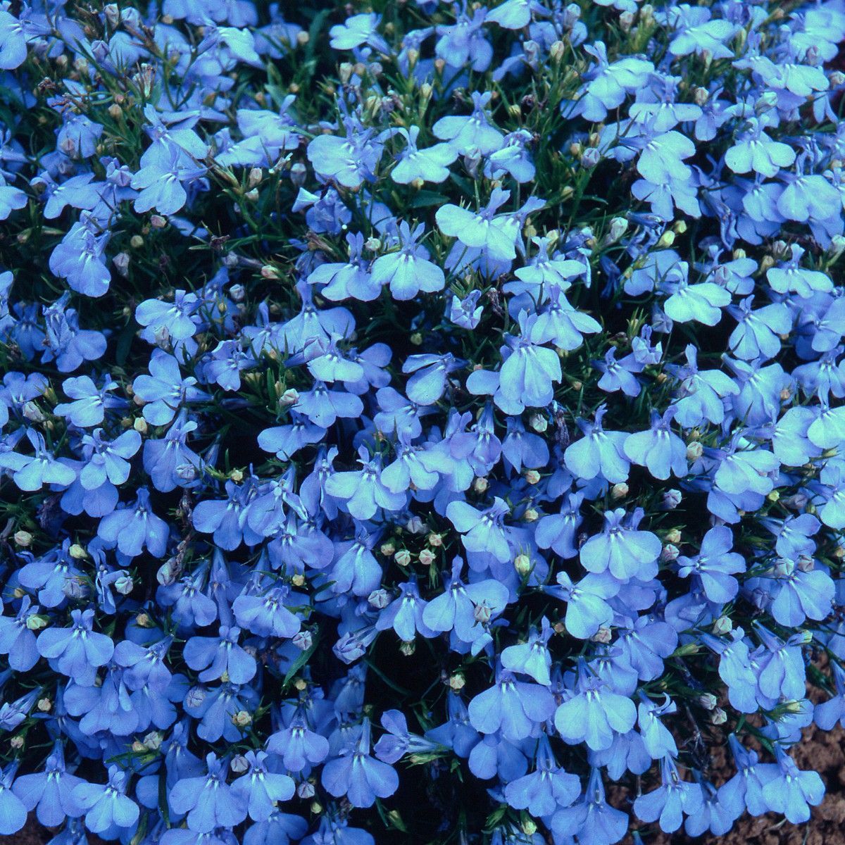 17 Blue Perennials for your Garden - Garden Lovers Club Flowers perennials, Blue