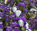Çin Evi Çiçeği Tohumu (Collinsia heterophylla) (100 Tohum)