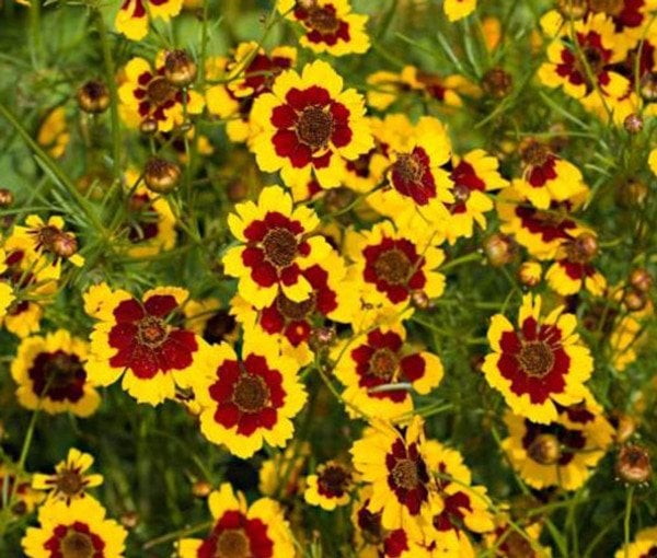 Bodur Kız Gözü Çiçeği Tohumu (Coreopsis Tinctoria)  (100 Tohum)