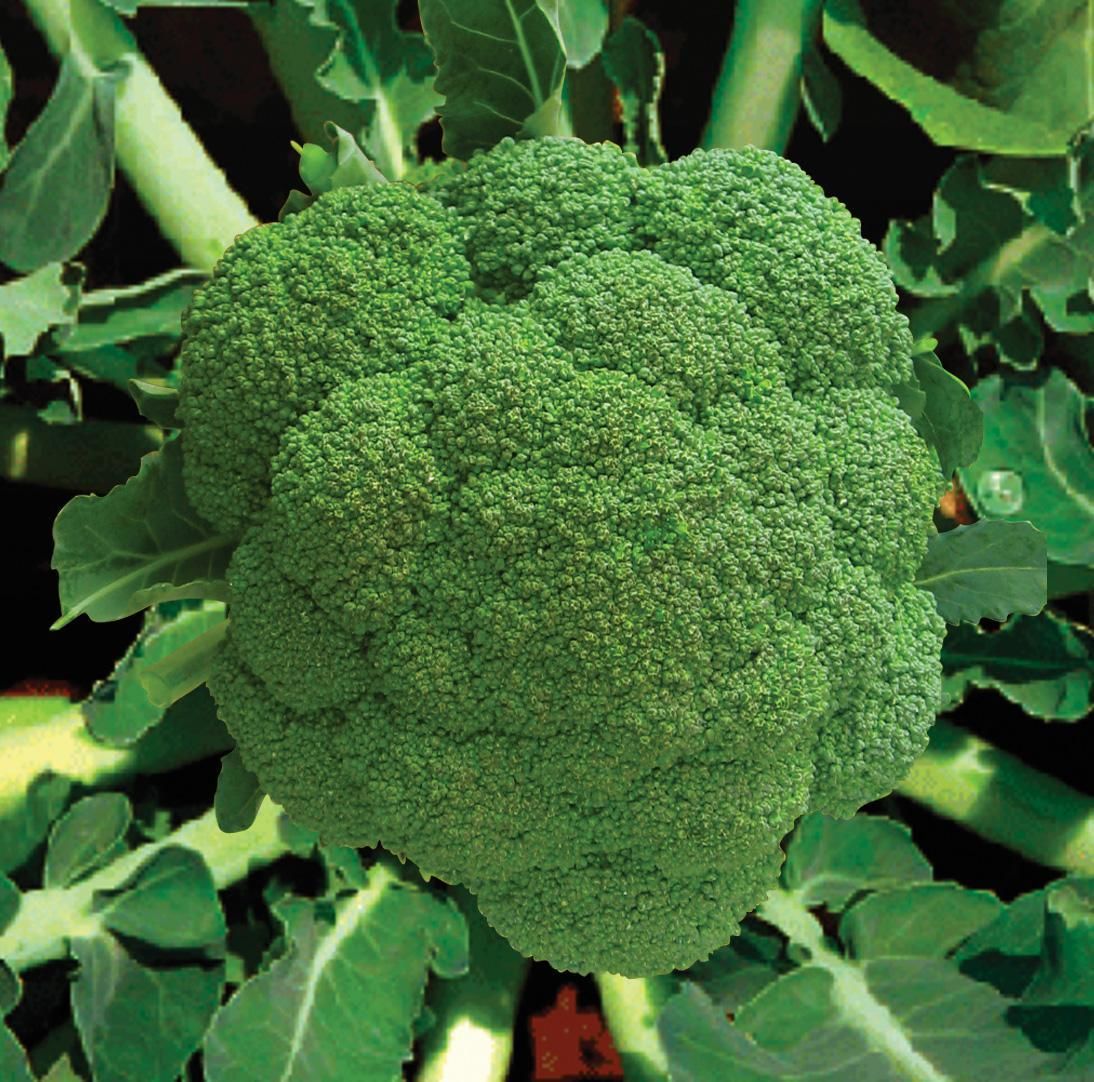 Organik Brokoli Tohumu (100 Tohum)