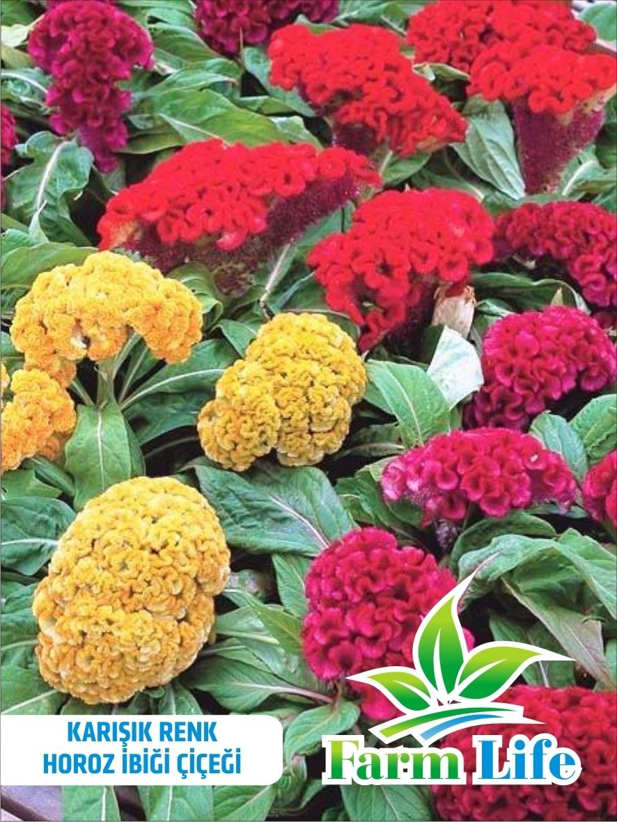 Karışık Renkli Horoz İbiği (Celosia) Çiçeği 100 Adet