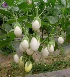 Patlıcan Fidesi (Beyaz Yumurta) 6 Adet