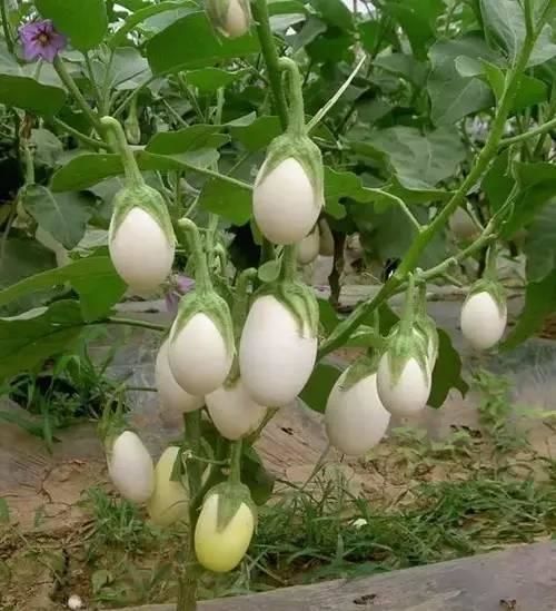 Beyaz Yumurta Patlıcan Tohumu (10 Tohum)