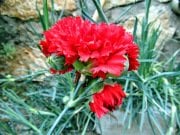 Kırmızı Karanfil Çiçeği Tohumu 20 Adet