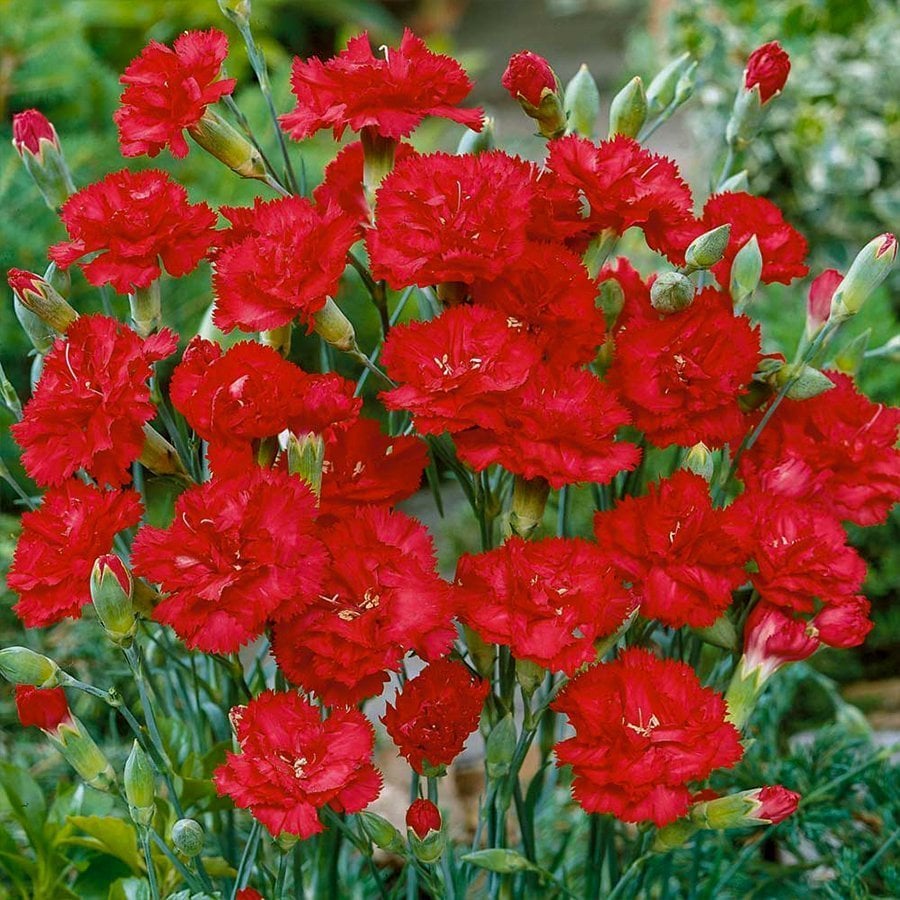 Kırmızı Karanfil Çiçeği Tohumu 20 Adet