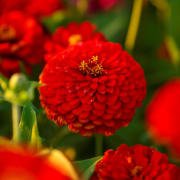 Kırmızı Renk Zinnia Çiçeği Tohumu