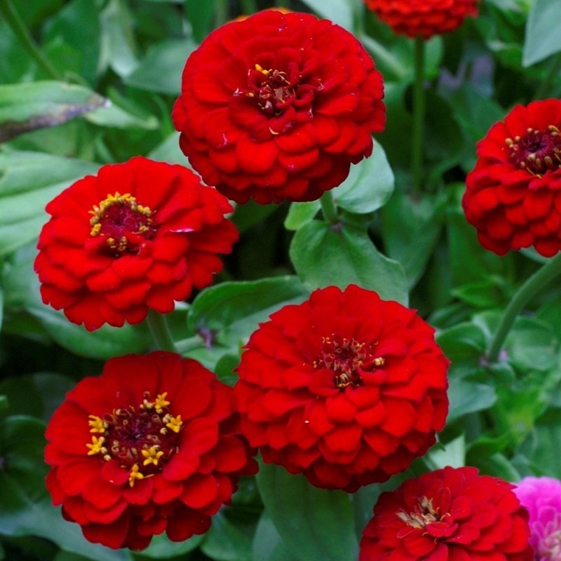 Kırmızı Renk Zinnia Çiçeği Tohumu