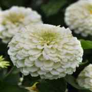Beyaz Renk Zinnia Çiçeği Tohumu