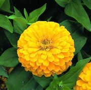 Sarı Renk Zinnia Çiçeği Tohumu