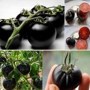 Yediveren Siyah Cherry (Kiraz) Domates Tohumu