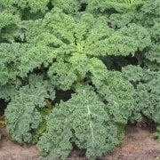 Kıvırcık Lahana (Curly Siberian Kale) Tohumu