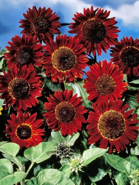 Alev Kırmızı Ayçiçeği (Red Sunflower) Tohumu 5 Adet