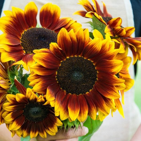Karışık Renkli Süs Ayçiçeği (Sunflower) Tohumu 5 Adet