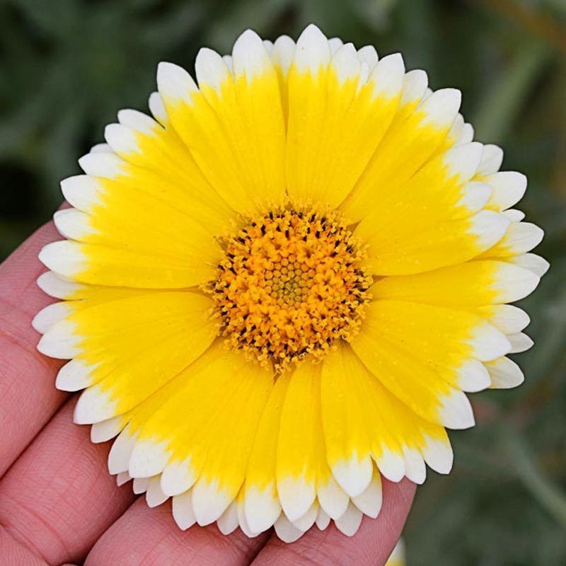 Sarı Beyaz Layia Çiçeği Tohumu 50 Adet