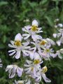 Kelebek Orkidesi (Schizanthus Pinnatus) Çiçek Tohumu 50 Adet