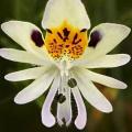 Kelebek Orkidesi (Schizanthus Pinnatus) Çiçek Tohumu 50 Adet